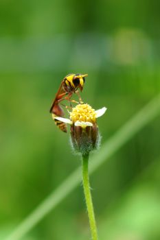 Insect names Sceliphron spirifex on flower.