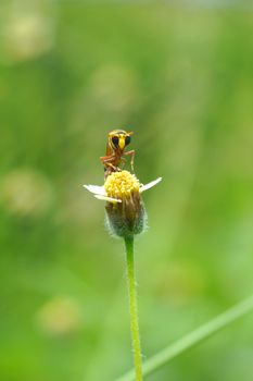 Insect names Sceliphron spirifex on flower.