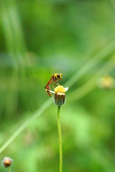 Insect names Sceliphron spirifex on flower.