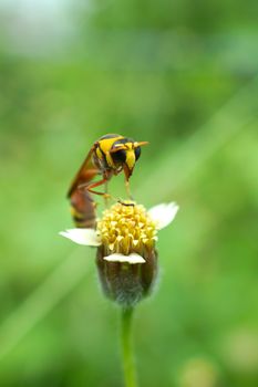 Insect names Sceliphron spirifex on flower.