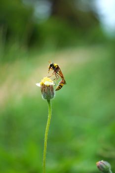 Insect names Sceliphron spirifex on flower.