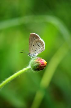 Butterfly name "Pale Grass Blue (Zizeeria maha)" on a leaves.