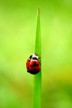 Insecta: Coleoptera: Coccinellidae