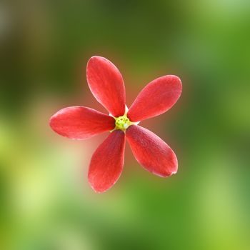 Red flower of Rangoon creeper.