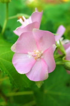 Pink flower Rose of Sharon (Hibiscus syriacus)