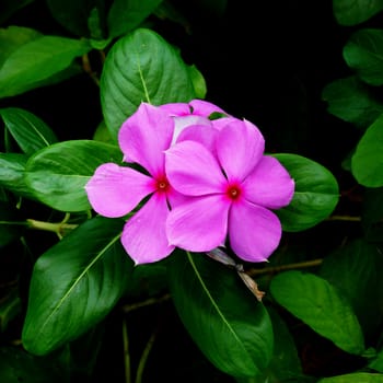 Beautiful pink vinca flowers (madagascar periwinkle)