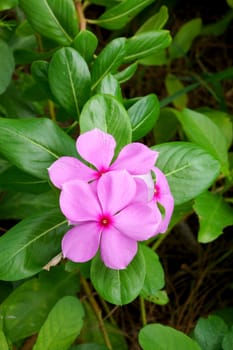 Beautiful pink vinca flowers (madagascar periwinkle)