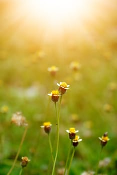 Mexican daisy (Tridax procumbens L.)