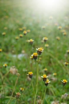 Mexican daisy (Tridax procumbens L.)