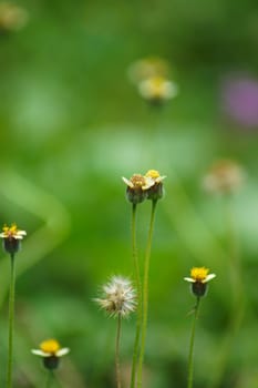 Mexican daisy (Tridax procumbens L.)