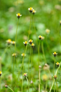 Mexican daisy (Tridax procumbens L.)