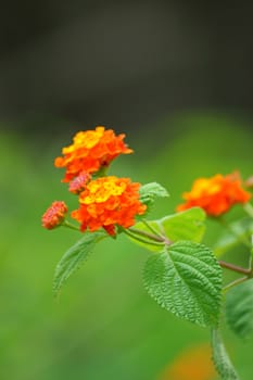 Orange flower of Cloth of gold. (Lantana camara L.)