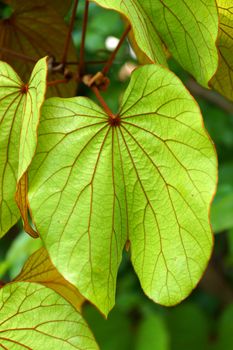 Golden leaved liana. (Bauhinia aureifolia K.&S.S.Larsen)