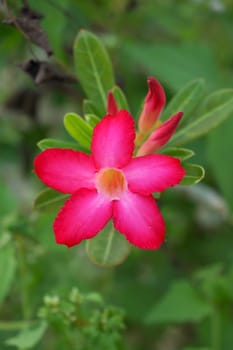 Desert Rose Flower on tree