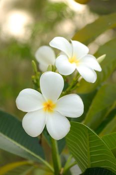 white and yellow frangipani flowers