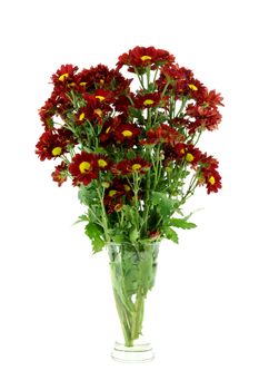 Red chrysanthemum; Dendranthemum grandifflora.