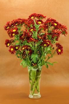 Red chrysanthemum; Dendranthemum grandifflora.