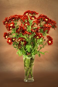 Red chrysanthemum; Dendranthemum grandifflora.