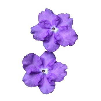 violet flower of Brunfelsia Australis.