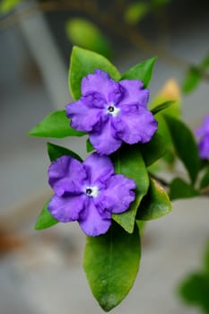 violet flower of Brunfelsia Australis.