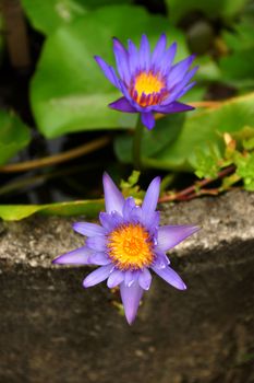lotus blossoms or waterlily flowers blooming