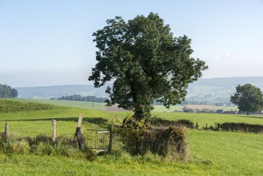 single tree with blue sky in belgium hills