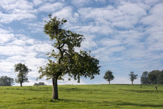 single tree with blue sky and white clouds in belgium nature