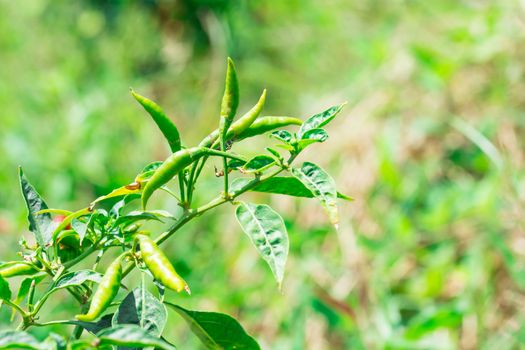 the beautiful green chilli on chilli tree under the sun light