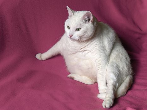 Portrait of Thick White Cat on Pink Blanket.