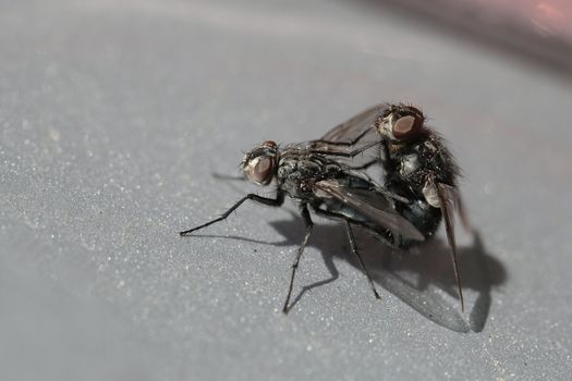 Flies mating on a shiny surface