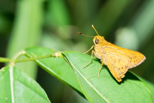 the beautiful tiny orange butterfly sitting on a green leaf