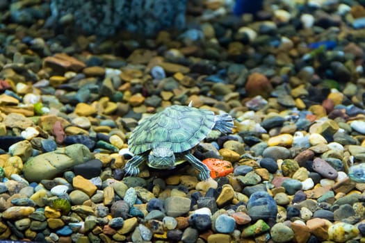 Photo of a small green creeping terrapin