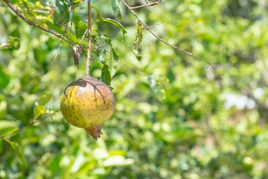 Ripe Colorful Pomegranate Fruit on Tree Branch. The Foliage on the Background