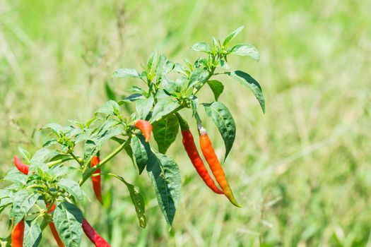 the beautiful red chili pepper on the plant under the sun light