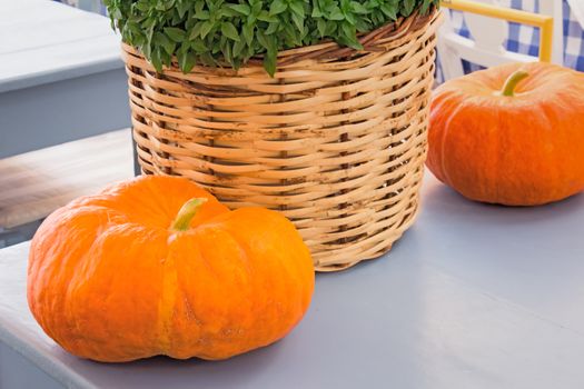 On a table two big orange pumpkins and a wattled basket with green plants are located.