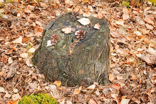 The foozle from the cut tree on which cones lie, yellow leaves, is surrounded with the fallen-down yellow leaves.