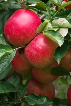 Ripe apple on tree, close-up. Selective focus