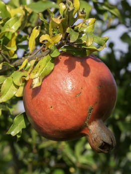 One pomegranate on tree