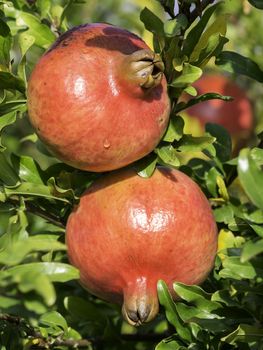 A pair of pomegranates on tree