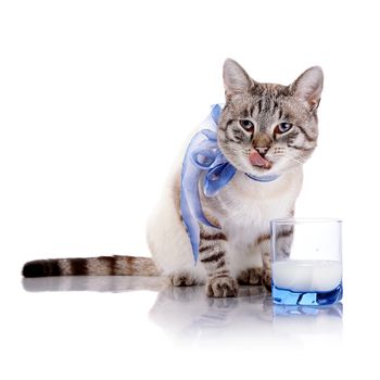 Striped cat with a blue bow and a glass of milk. Striped cat. Striped not purebred kitten. Small predator. Small cat.