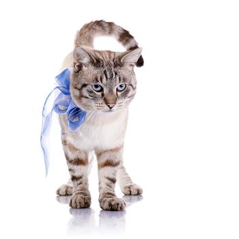 Striped blue-eyed cat with a blue tape. Cat with a bow. Portrait of a striped blue-eyed cat. Striped cat. Striped not purebred kitten. Small predator. Small cat.