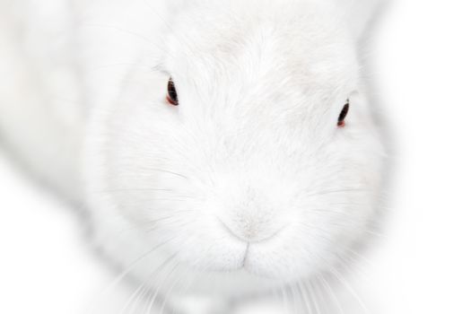 A pretty cute fluffy isolated white bunny