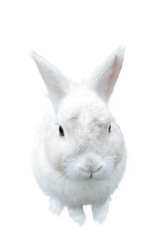 A pretty cute fluffy isolated white bunny