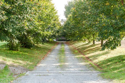 A driveway avenue of trees in the sun.