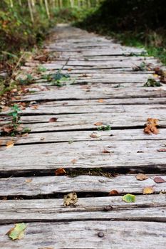 Roughly hewn board walkway leads into a wood, scattered with fallen autumn leaves - shallow depth of field