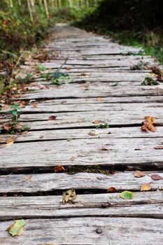 Roughly hewn board walkway leads into a wood, scattered with fallen autumn leaves - shallow depth of field