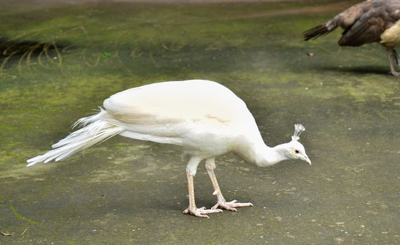 White Peacock