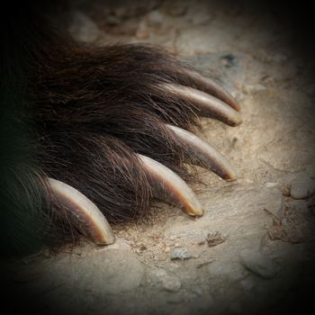 detail of brown bear jaws ( Ursus arctos )