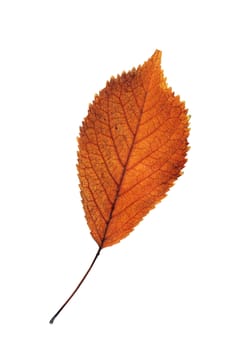 beautiful textured cherry reddish leaf isolated on white