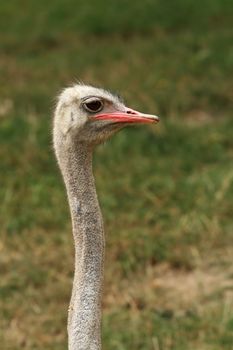 common ostrich ( Struthio camelus ) long neck, portrait